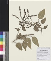 藏品(漿果莧)的圖片